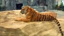 Строят паметник на първия тигър, роден в Столичния зоопарк?
