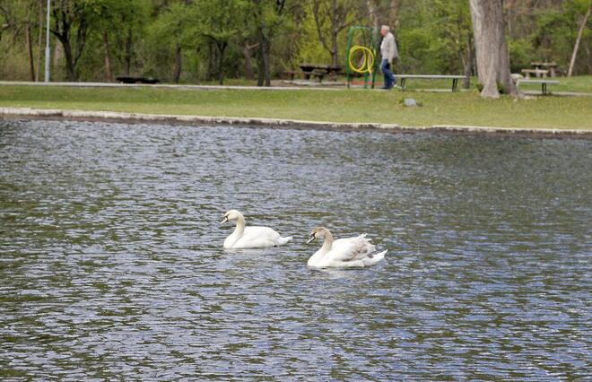Черни и бели лебеди красят езерото на парк "Бачиново"
