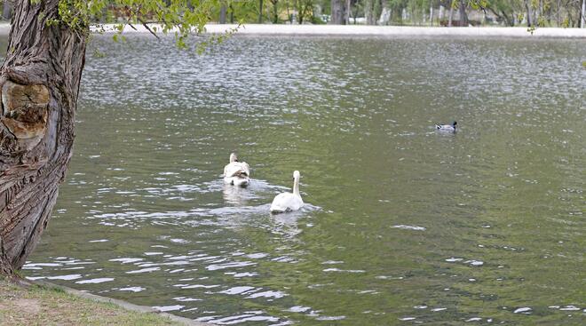 Черни и бели лебеди красят езерото на парк "Бачиново"