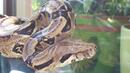 Показват най-отровните змии на изложба в Перник 