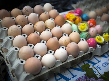 Нелоялни търговци правят дъмпинг с цената на яйцата
