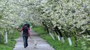 Засаждат вишнева алея в Кюстендил
