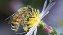 Пчеларите получават 1,38 млн. лева компенсации за климатичните промени