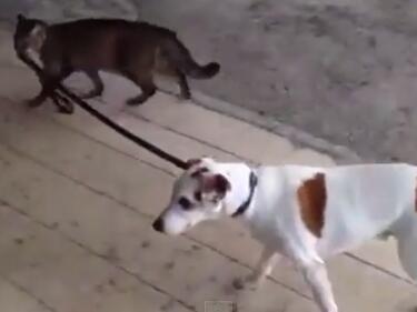 Котката, която разхожда куче на каишка (ВИДЕО)