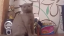 Тази котка ще ви убие от смях