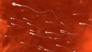 На колко години са най-старите сперматозоиди?