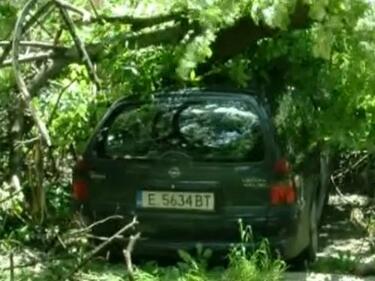 Кола се оказа "арестувана" от дърво, паднало от бурния вятър