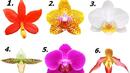 Тест: Избери орхидея и разбери какъв човек си