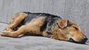 Намериха кучешка тения в дете в Бургас