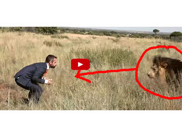 Мъж, облечен в костюм, предизвиква лъвове. Това, което се случва след това, е невероятно! (ВИДЕО)