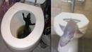 Животните, които са излизали от тоалетните на хората (СНИМКИ 18+)