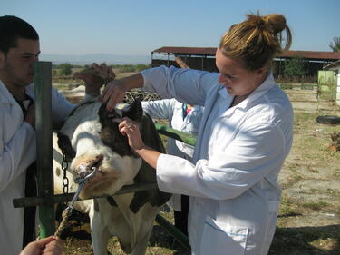 Ветеринарите на нож зарази цените за профилактика на животните 