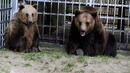 Русенските мечки с нов дом - с басейн и буре