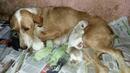 Зелени кученца се родиха в Испания (ВИДЕО)