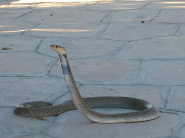 Змия "изкара акъла" на жена в Монтана