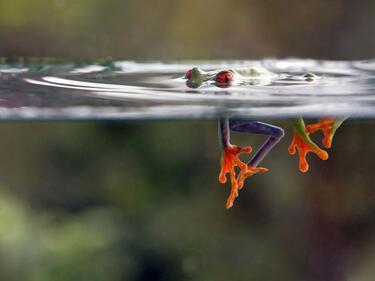 Изумителен факт за краставите жаби. Без думи!