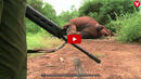 Убиха най-големия слон (ВИДЕО)