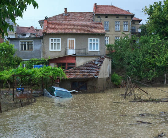 Удавените животни трябва да се изгарят в екарисаж, за да няма зарази