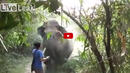 Атака на агресивен слон, която ще ви вцепени (ВИДЕО)