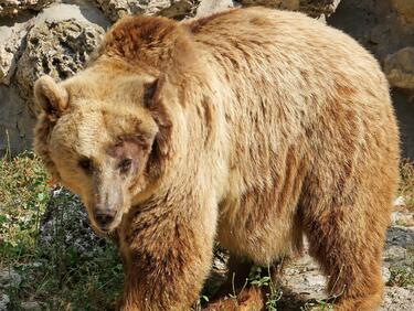 Още една мечка минава под надзора на експертите в парк "Витоша" 