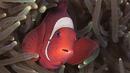 Рибката Немо съществува и се намира в Индонезия (СНИМКИ/ВИДЕО)