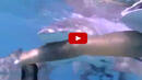 Акула откъсва човешки крак. 27 бели акули на едно място (ВИДЕО 18+)