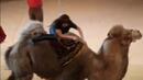 Най-унизителното яздене на камила (ВИДЕО)