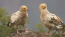 Излюпват се все по-малко пиленца египетски лешояди