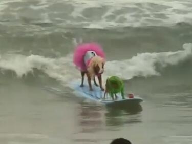 Кучета яхнаха вълната в Калифорния (ВИДЕО) 