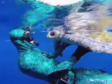 Водолаз спасява морска костенурка. Това, което тя прави за благодарност е уникално! (ВИДЕО)