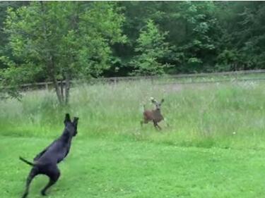Куче гони елен, но какво се случва, след като го хваща!? (ВИДЕО)