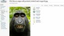 Маймунско селфи изпрати Wikipedia на съд