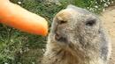 Най-големият фен на морковите след зайците е... (ВИДЕО)