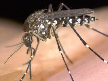 Гръцки комари внесли "синия език" у нас 