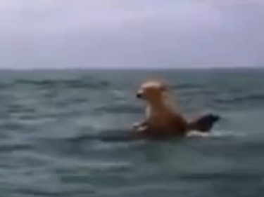 Акула напада куче. Но какво прави този делфин? (ВИДЕО)