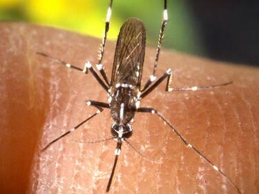 Тигрови комари се появиха в Бургас