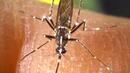 Морим комарите, виновни за "синия език" 