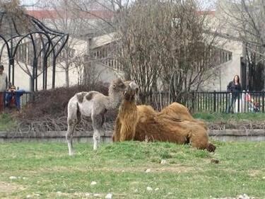 Официално: Животните от зоопарка в София не са умрели от "син език"