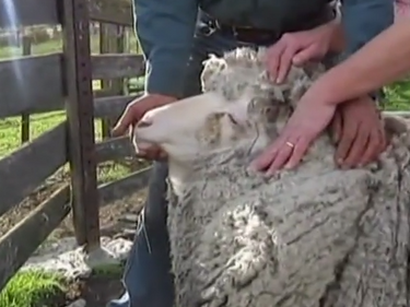 Уау! Вижте най-рунтавата овца в света (ВИДЕО)