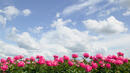 България празнува Цветница