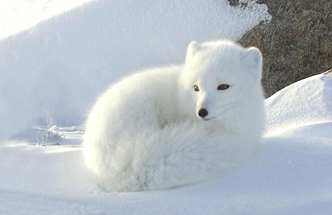 Зимен полъх с красотата на полярната лисица (СНИМКИ)