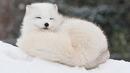 Зимен полъх с красотата на полярната лисица (СНИМКИ)