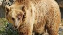 Безопасни ли са Родопите? 150 мечки обикалят и нападат домашните животни 