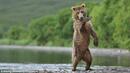Поредното издевателство над животни - мятали пиратки по мечки 
