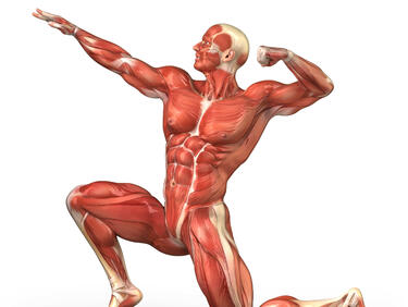 Нов метод регенерира мускули
