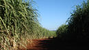 Захарната тръстика охлажда локалния климат