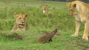 Ядосана мангуста "разказва играта" на 4 лъва. Кой ще надделее? (ВИДЕО)