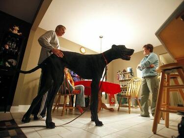 Почина най-високото куче в света 