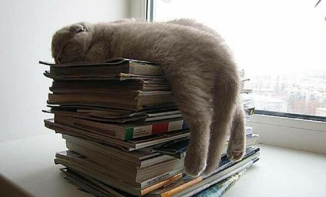 Котките и любовта им към книгите (СНИМКИ)