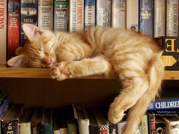 Котките и любовта им към книгите (СНИМКИ)